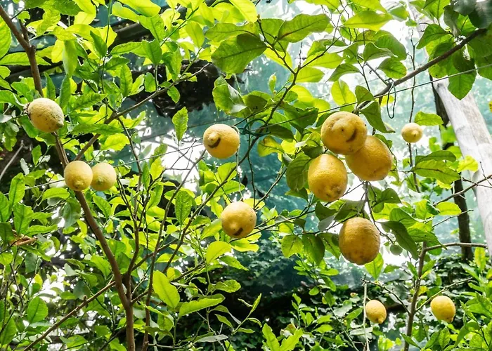 Villa Romantic Garden *