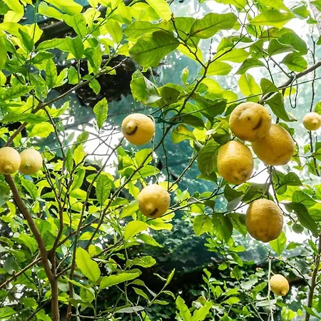 Вилла Romantic Garden *